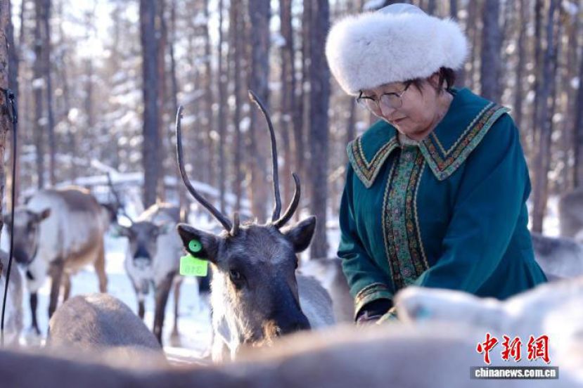 2025年11月3日，内蒙古呼伦贝尔，得克沙正在安抚驯鹿。