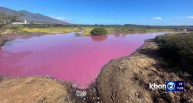 夏威夷惊现梦幻粉紫水塘　专家：干旱是背后成因