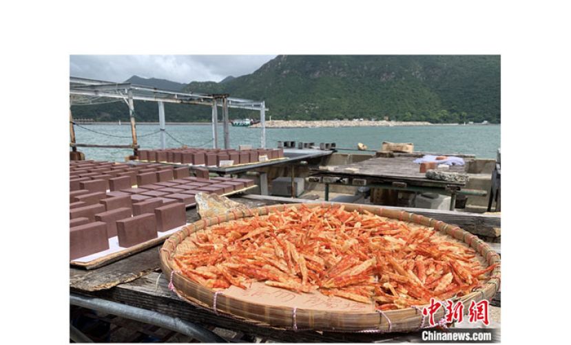 香港大澳胜利香虾厂在阳光下晾晒的食物。