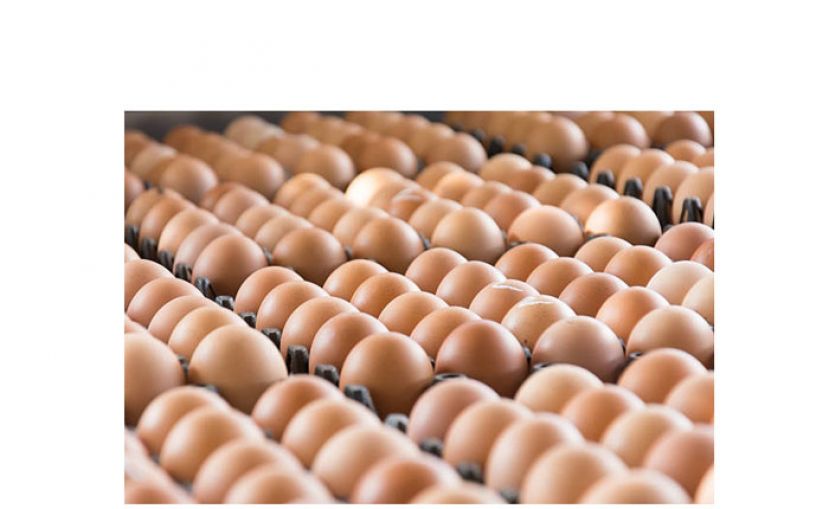 肉鸡、鸡蛋补贴延至12月