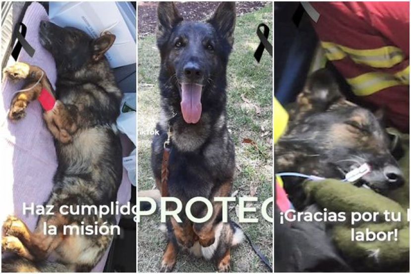 墨西哥搜救犬Proteo在土耳其强震的搜救工作中死亡。