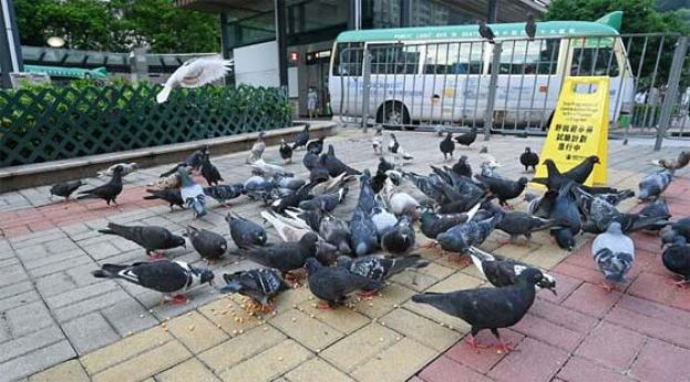 香港拟禁喂食野鸽，最高罚6万 监禁1年。