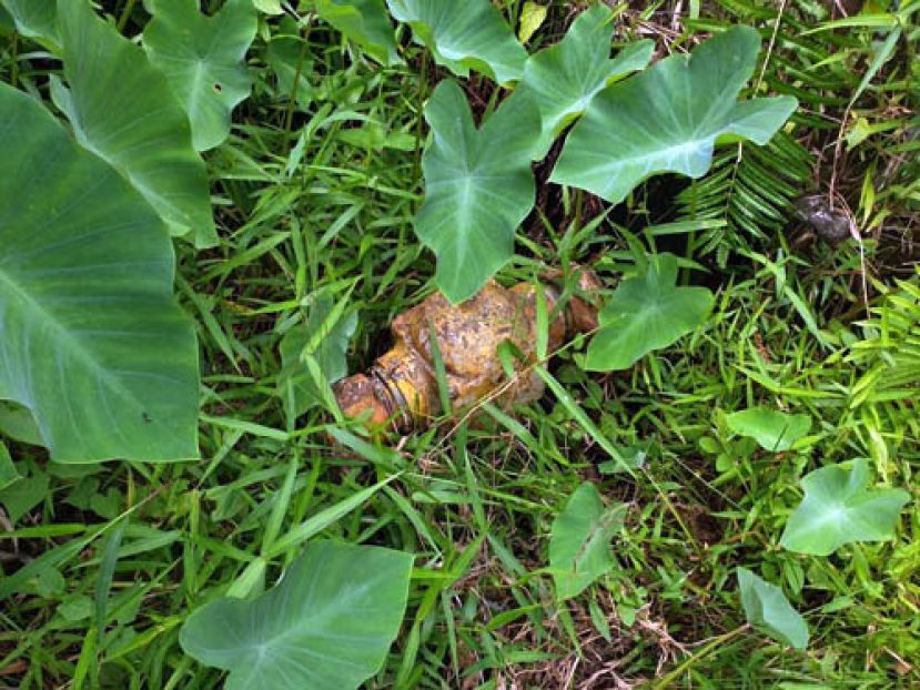 消防栓被杂草覆盖。