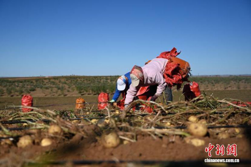 中国农民丰收节，内蒙古自治区呼和浩特市武川县马铃薯田间，农民收获马铃薯。