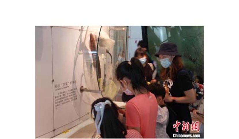 小观众在了解展品信息。