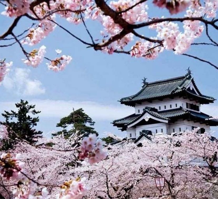 青森县弘前公园樱花。