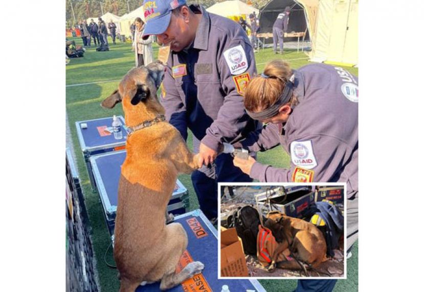 桑德斯在救灾时前掌受伤。小图为搜救犬在灾区短暂休息。