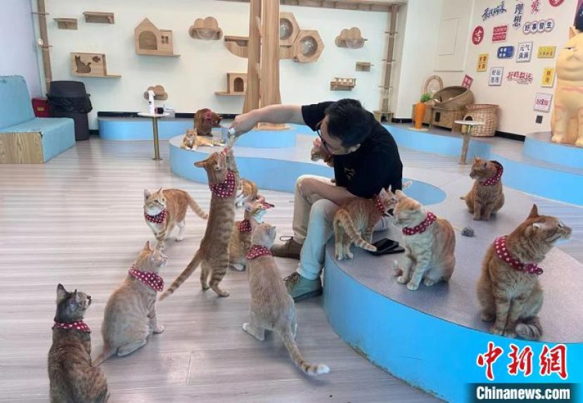 武汉市小动物保护协会会长杜帆正在和咖啡馆内的橘猫互动。