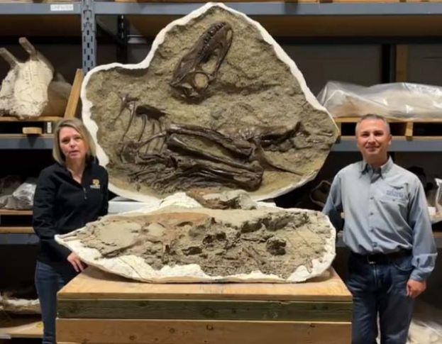 ●霸王龙近亲&ldquo;蛇发女怪龙&rdquo;胃部残留的食物化石，透露幼龙时期的饮食习惯。