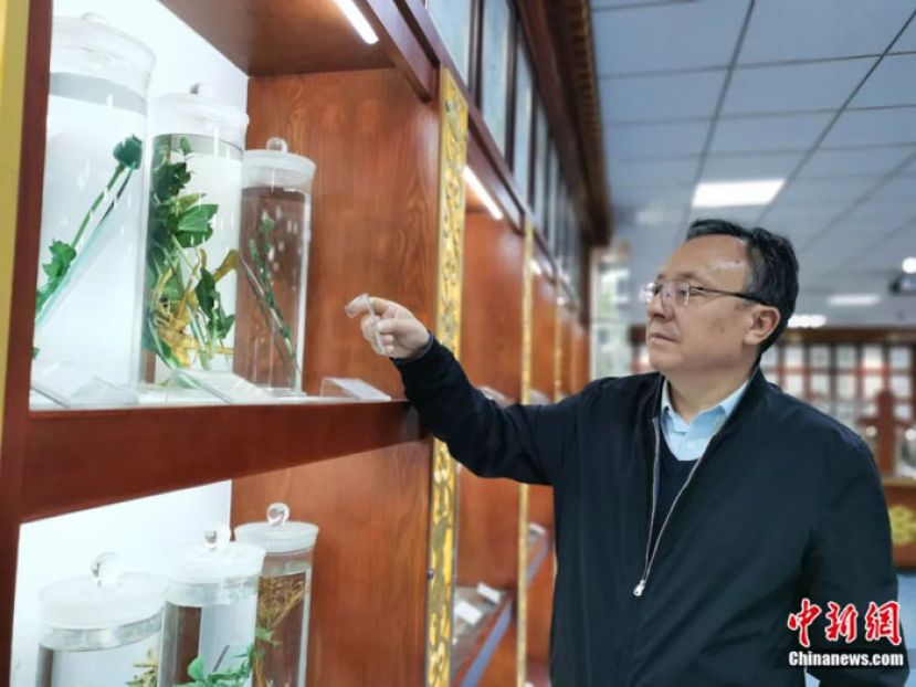 李先加介绍藏药标本。