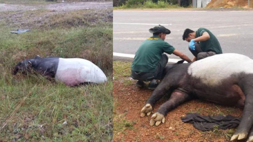 马来貘在2015至2020年遭汽车撞毙的案例达92宗，死亡趋势令人担忧。