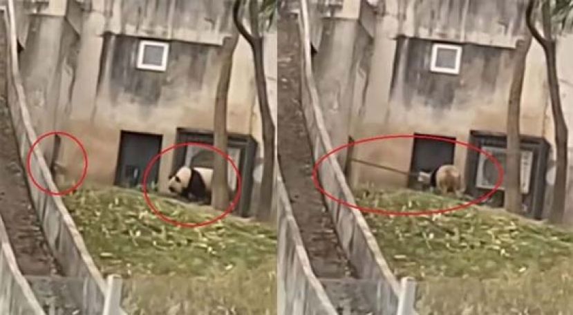 用铁铲驱打熊猫，饲养员被开除。