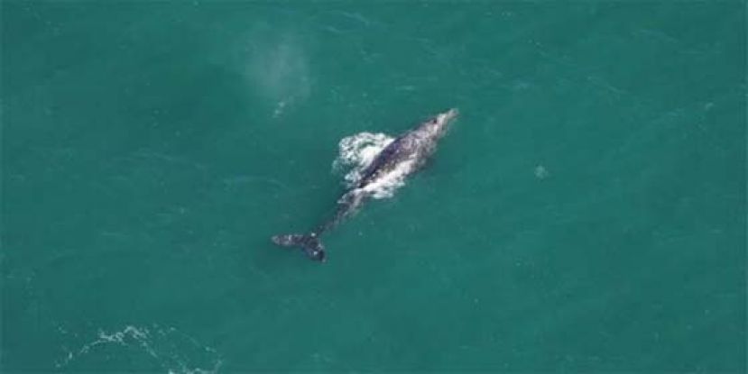 灰鲸罕见现身大西洋。