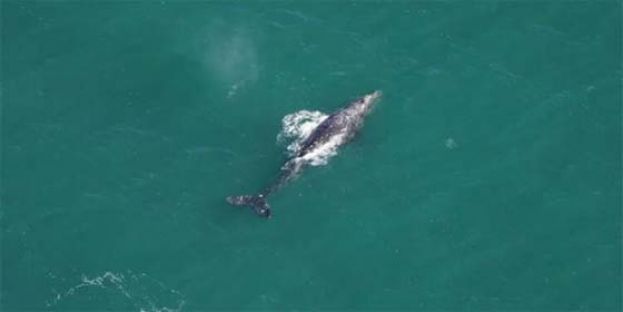 灰鲸罕见现身大西洋。