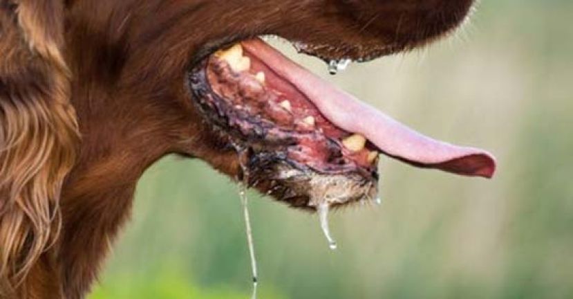 砂狂犬病再夺1命　实兰沟53岁妇女病故