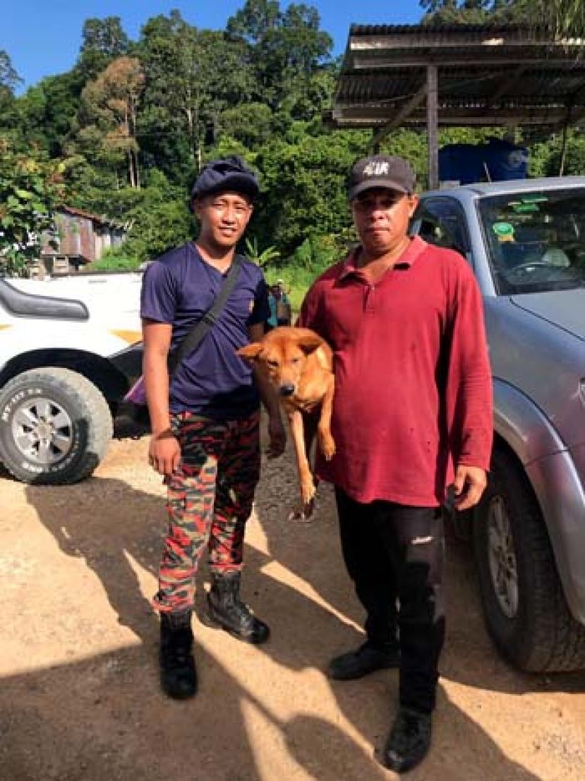 与老主人一起进山的灵犬&ldquo;乌沙&rdquo;，带领搜寻队伍进森林找主人。