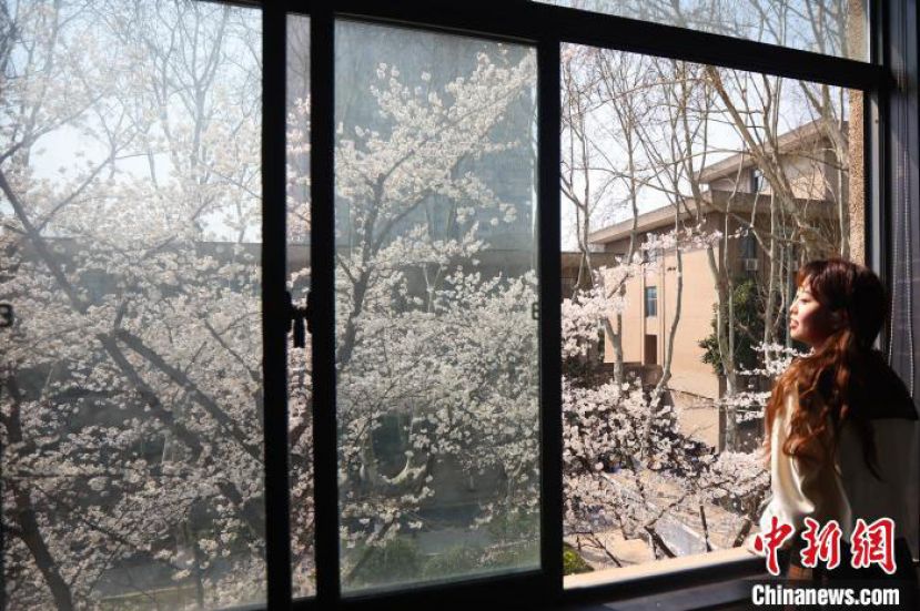 &ldquo;樱花教室&rdquo;因屋外的樱花树而闻名，这是一方抬眼即可享受樱花美景的天地。