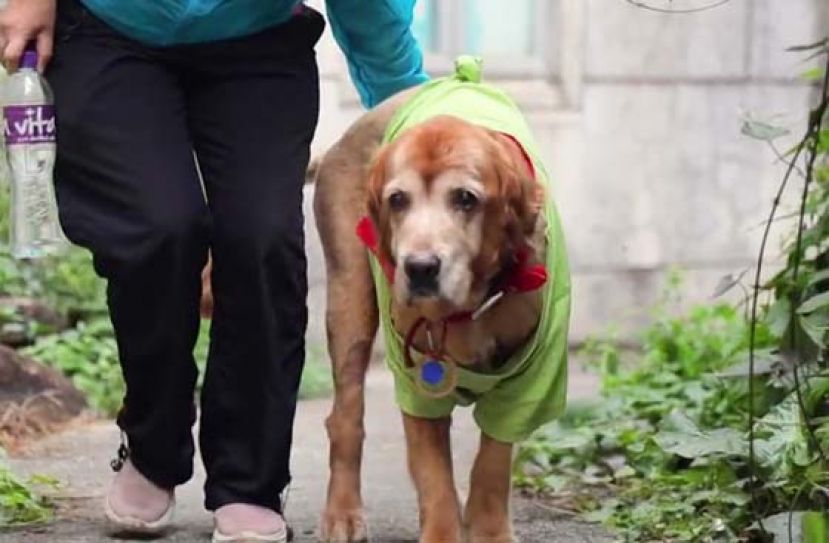 金毛寻回犬BeeBee今年已经23岁，等同人类的140岁。