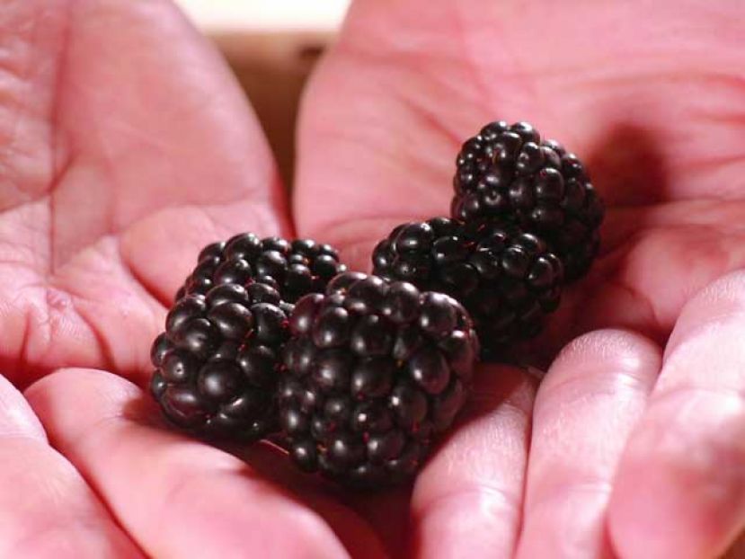 桑椹哪种颜色最养生　紫黑养生白色多汁味甜