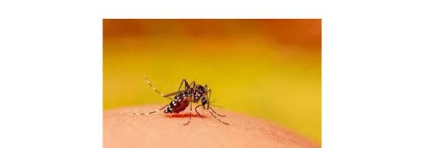 黑斑蚊引发骨痛热症。