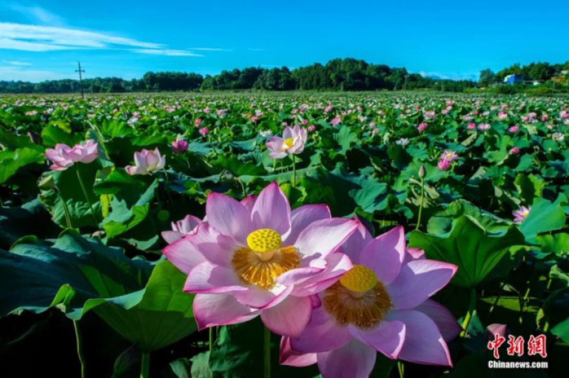 湘潭花石镇万亩湘莲基地。
