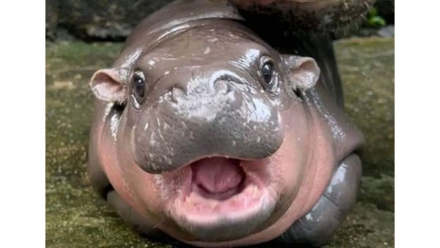 超萌小河马弹跳猪模样爆红，有佛寺做成佛牌。