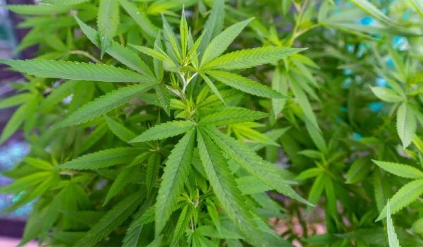 曼谷一家贩卖大麻的商店。