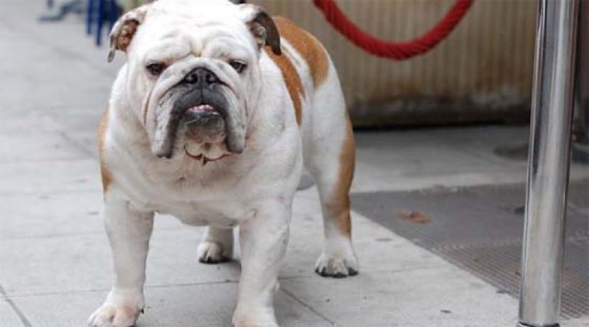  台湾台中市一名女子除夕夜在家猝死，遗体惨遭家裡的狗啃食。