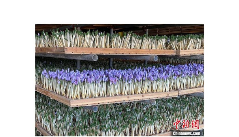 张建红基地中的西红花。