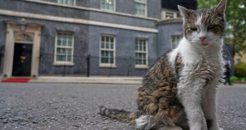 英国&ldquo;第一猫&rdquo;赖瑞接受囊肿切除手术，术后已返回唐宁街10号休养。赖瑞2011年进驻唐宁街，15年来共历经7位英国首相。