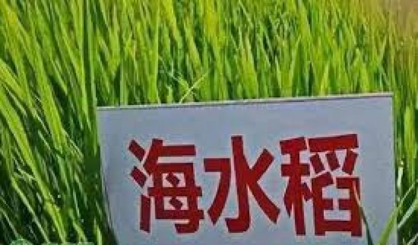 大马2025年可生产海水盐硷物质的海水稻