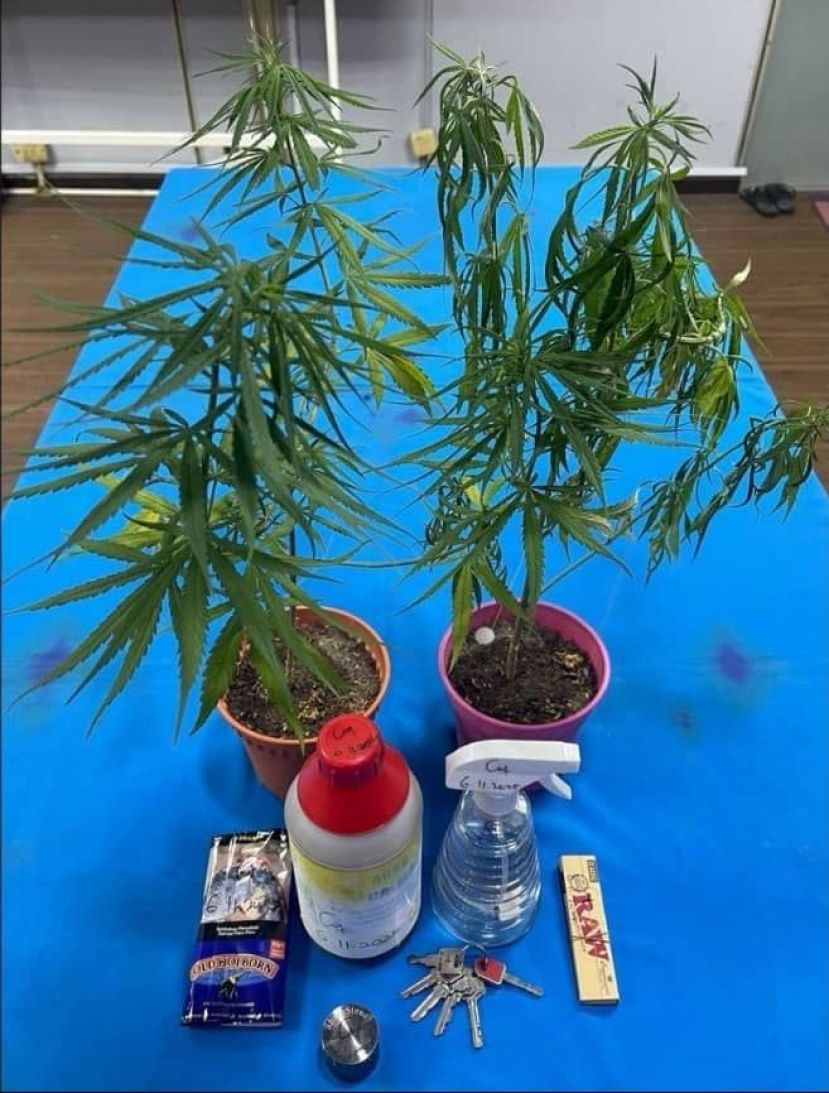 华裔情侣租下公寓单位自学栽种大麻花  最终落入警网