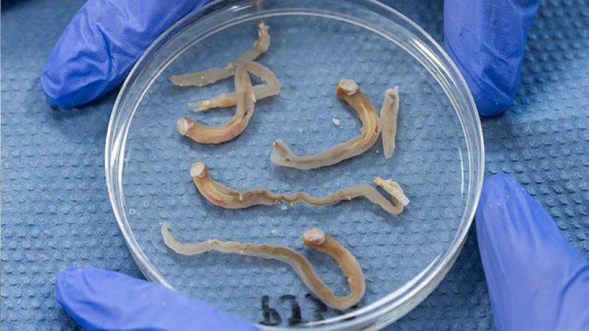 科学家认为，船蛆营养美味，应改名叫作&ldquo;无壳蛤&rdquo;以利推广。