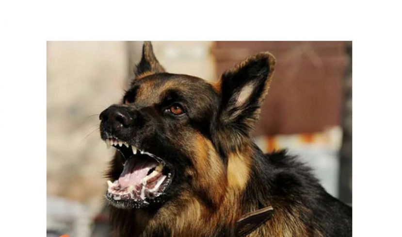 副卫长：砂今年17宗狂犬病15死