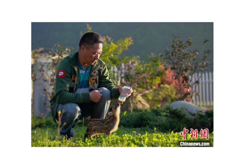 章叔岩给华南梅花鹿幼鹿喂奶。