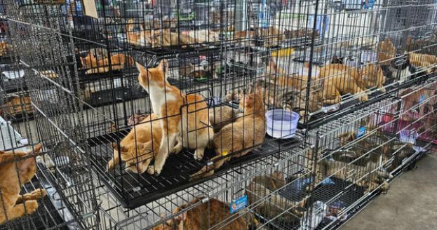越南警方成功救出超过400只原本可能被送往屠宰场的猫咪。