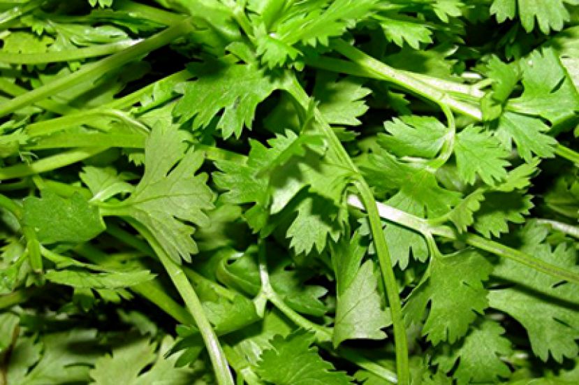 研究：香菜有抗痉挛抗癌抗菌诸多功效
