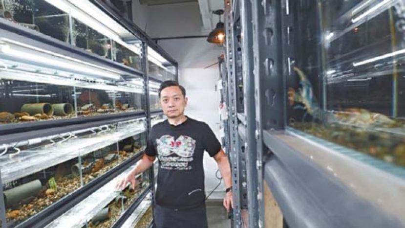 Jeffery的养殖室内有多达200多个鱼缸。