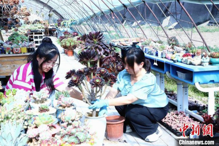 陈雯雯（左）和盛芳给多肉换盆。
