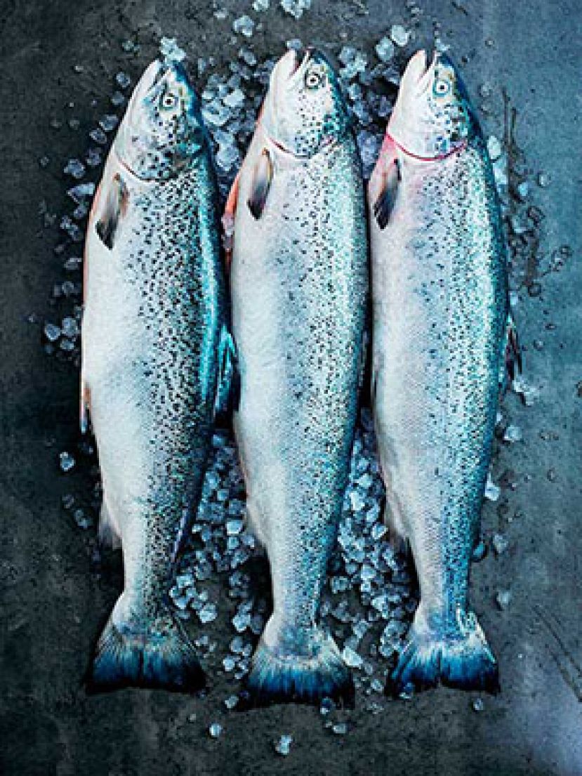 辉煌50年的挪威三文鱼养殖业