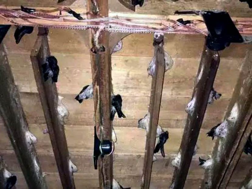 燕屋里的殖窝板，燕子选择自己喜欢的位置筑巢。