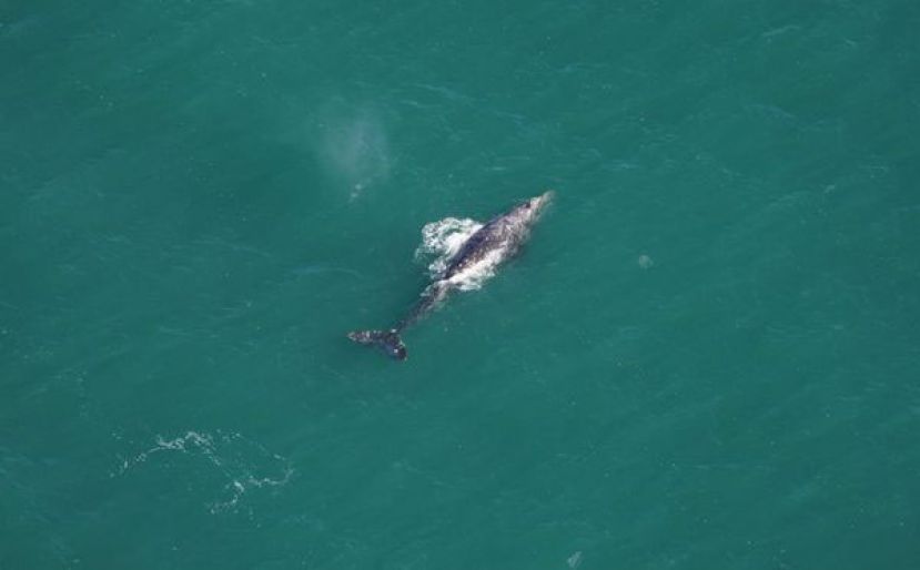 绝迹200多年巨兽再次现踪大西洋，还被拍下了清晰空拍照。