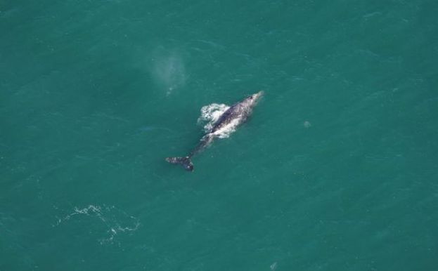绝迹200多年巨兽再次现踪大西洋，还被拍下了清晰空拍照。