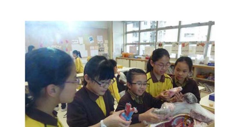 小学生拿着人体各个器官的模型，好奇不已。