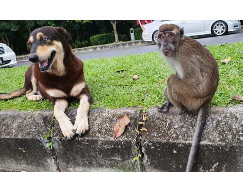 小猴在失踪前，与大黑狗每天定时出现在加拿大山。