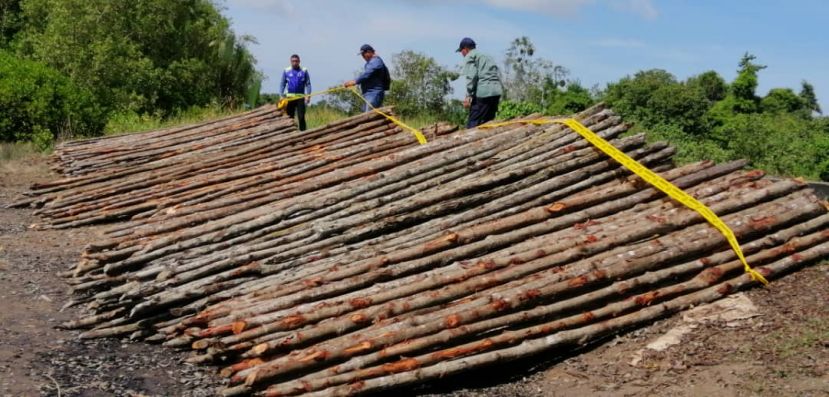  水警和森林局联手行动中起获的马九材。