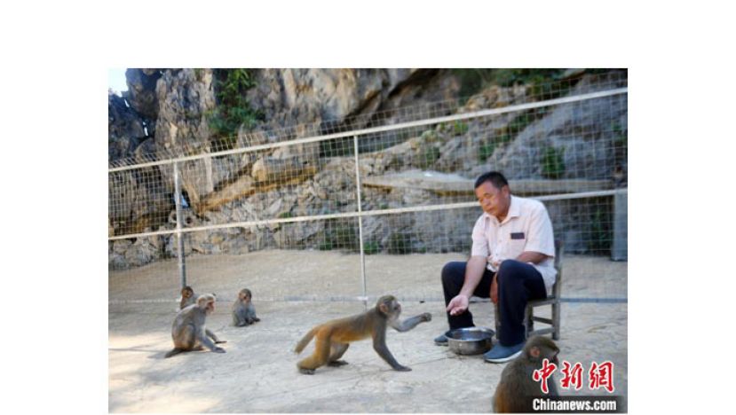 罗起跃在喂猴子。