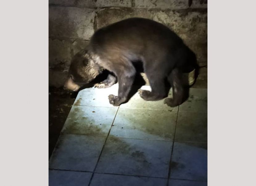 饲养的长屋的马来熊获救。