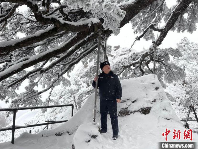 胡晓春正在检查迎客松的支撑架是否牢固。