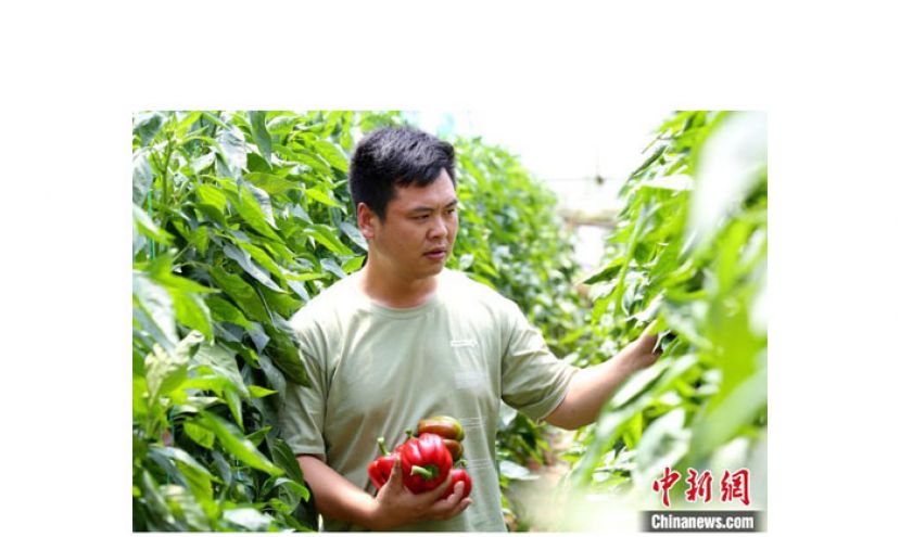 尽管已进入收尾季，李万庆的五彩椒大棚内仍清香扑鼻，透着丰收的喜悦。图为李万庆采摘彩椒。